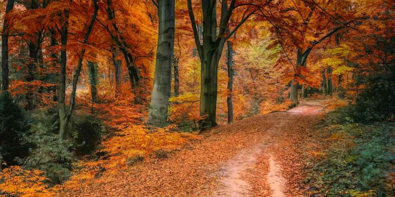 Herbst ANgebot
