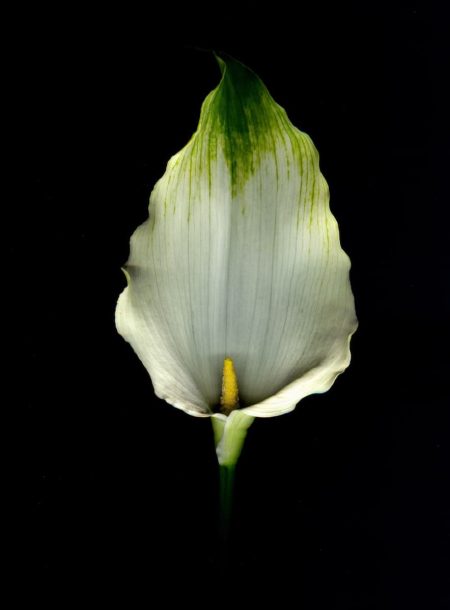 trauerfeier-blume